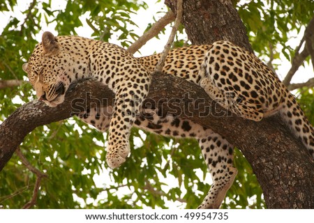 Leopard (Panthera pardus) sleeping on the tree in nature reserve in South Africa