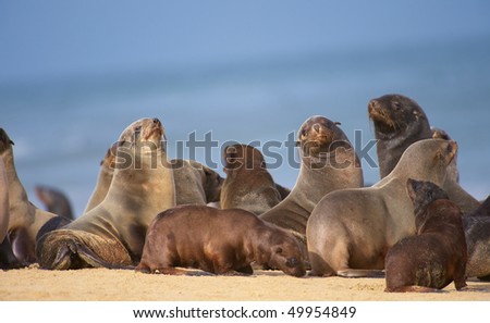 Group of sea lions basking in the sun on the beach in South Africa