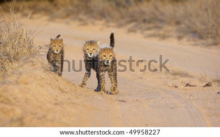 Three Cheetah (Acinonyx jubatus) cubs walking on the road in savannah in South Africa