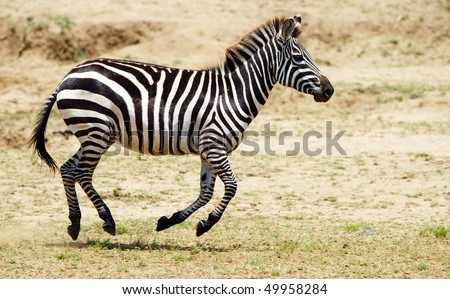 Zebra African