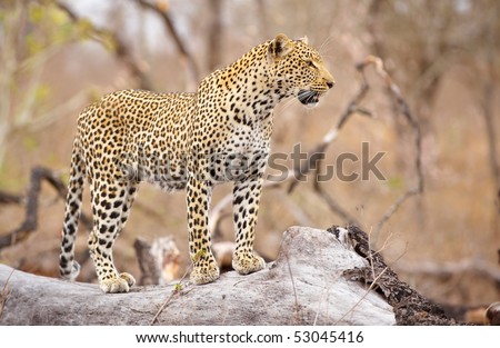 Leopard (Panthera pardus) standing alert on the tree in nature reserve in South Africa