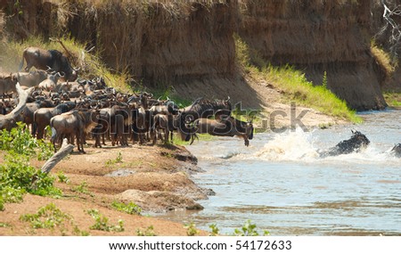 Herd of Blue Wildebeest (Connochaetes taurinus) crossing the river in nature reserve in South Africa