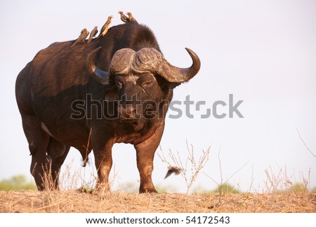 Buffalo (Syncerus caffer) close-up with Red-billed Oxpeckers (Buphagus erythrorhynchus) in the wild in South Africa