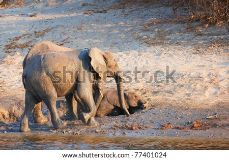 Large herd of African elephants (Loxodonta Africana) by the river in Botswana