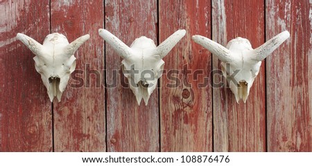 Young ram skulls on red wooden wall