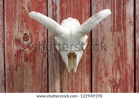 White skull on red wooden wall. Closeup, daylight
