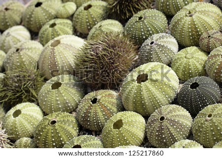 Arrangement of various green empty sea urchin shells. Macro lens, shallow DOF, outside with natural light