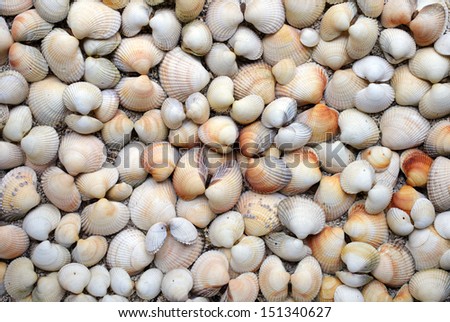Collection of empty common cockle shells, picked at Norwegian coast