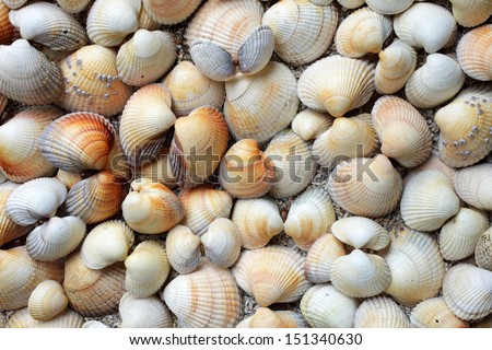 Collection of empty common cockle shells, picked at Norwegian coast.
