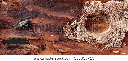 Ribbed pine borer and its pupal chamber of wood fibers, under a dead pine bark. The beetles produce natural compounds that serve as antifreeze, so they do not freeze in low temperatures.