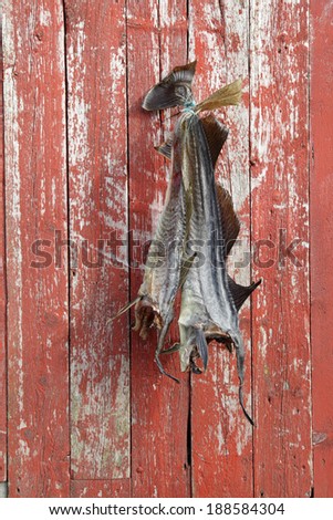 The cod fishing is a winter activity, by summer the fish are dry. These cods, hanging at plank wall to be photographed, were fished by hobby fishermen at Helgeland for private use, not for export.