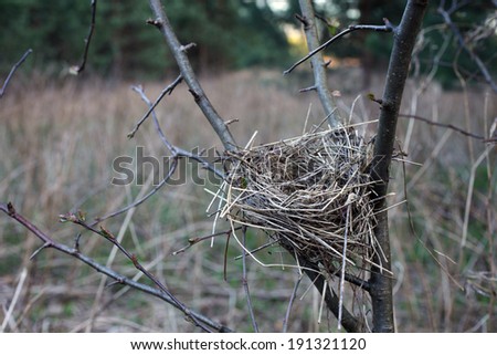 Closeup of a small bird's nest between the branches of a small tree.