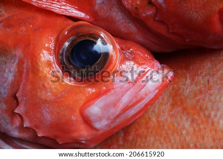 The rose fish (Sebastes norvegicus, previously Sebastes marinus) eye. Pressure pops eyes out when the deep-water fish are taken to surface. Norwegian: uer, German: Rotbarch. Caught at Norwegian sea.
