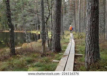 Boardwalk through woods in wet area at autumn. Korvemaa, Estonia. Focus in foreground.