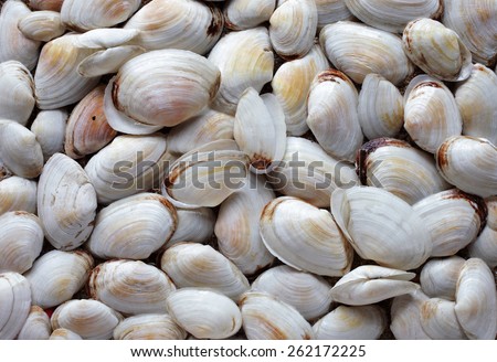 Arrangement of soft-shell clam (Mya arenaria) shells. Collected at the Baltic sea, Estonia.
