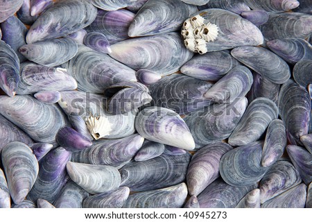 Empty blue mussel shells from norwegian coast. Arrangement, daylight