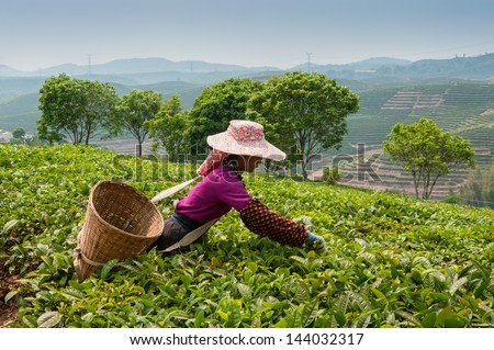 Young woman collecting tea in vicinities of city Sishuanbanna.