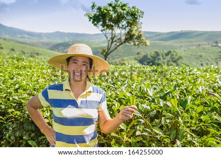 Gathering of tea of a grade of Puer in vicinities of Xishuangbanna...