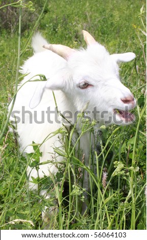 The goat has dinner on a green meadow