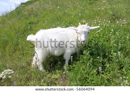 The goat has dinner on a green meadow