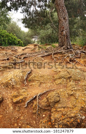 Pine tree roots cover desert ground