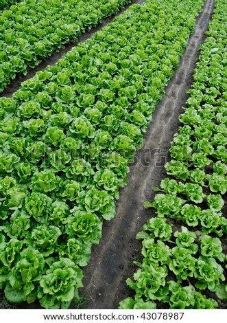 The lettuce grown in vegetable plots