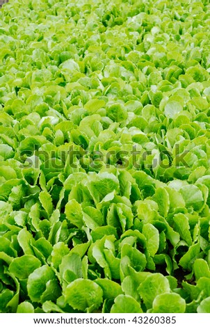 Grows in the vegetable plots of various vegetables,