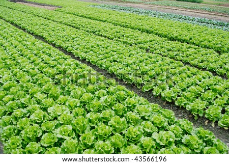 Farmland, vegetable field is growing on a variety of vegetables,