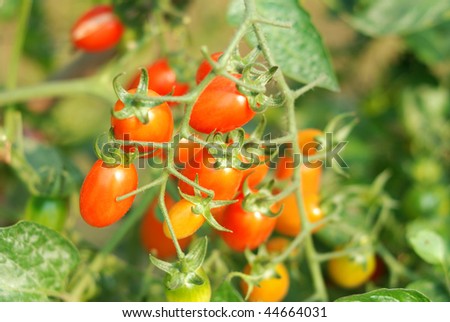 Tomatoes grown in vegetable plots