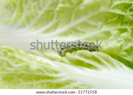 Parasitic worms in the cabbage leaves close
