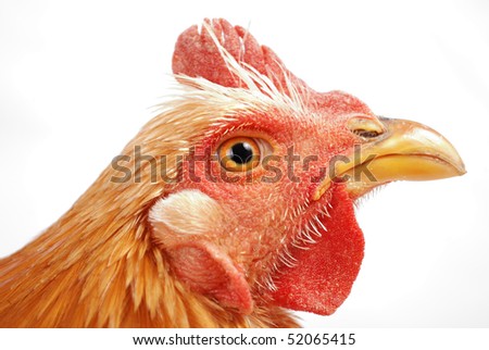 Rooster isolated on white background