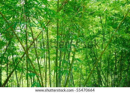 bamboo forest wallpaper. Bamboo Forest Wallpaper.