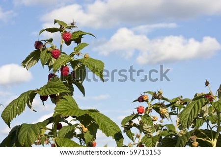 Raspberry bushes on a field with blue sky and some clouds
