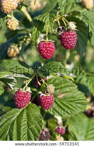 Some red rraspberries on bush