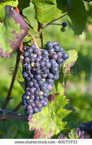 Bunch of violet grapes on grapevine in vineyard.