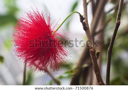 Red Calliandra tergemina emarginata. Powder puff Plant or Fairy Duster