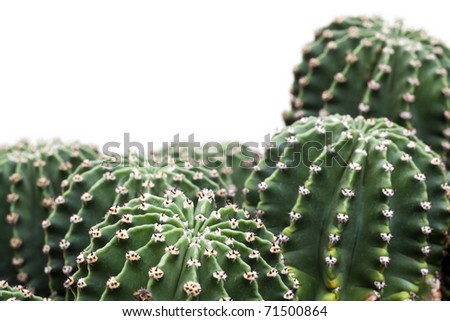 Group of echinopsis hystrichoides isolated on white. Hedgehog cacti, sea-urchin cactus or Easter lily cactus.