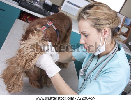 Lady vet with dog in her office