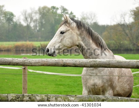 Grey horse on rail fence in autumn
