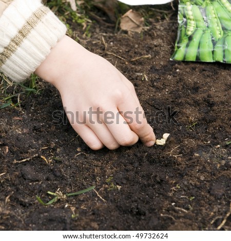 Child hands put the pea seed in the earth. Spring scene. Selective focus