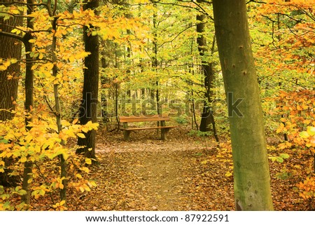 Empty bench in autumn forest