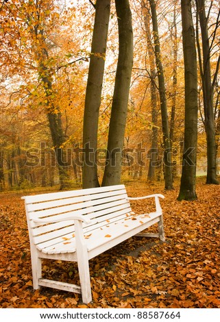 White bench in autumn beech forest
