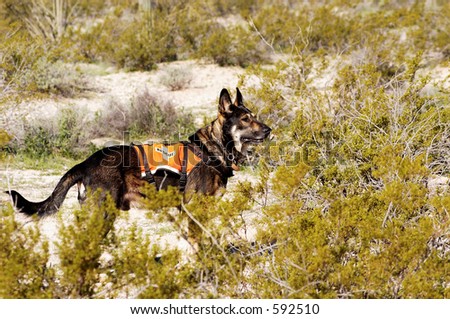 Search and rescue canine unit at work in the desert.