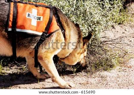 Search and rescue canine unit at work in the desert.