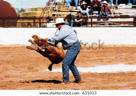 A cowboy throws a steer in a muddy rodeo arena.