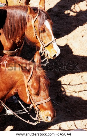 Roping horses waiting to perform in a rodeo.