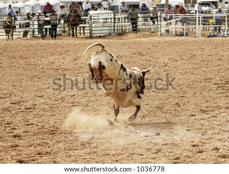 Bucking action after the rider had been thrown during the bull rinding competition at a rodeo.