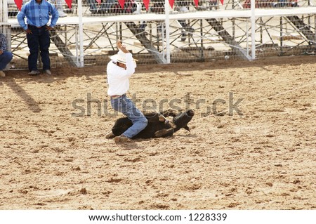 A rodeo participant ties off a calf in the calf roping competition.