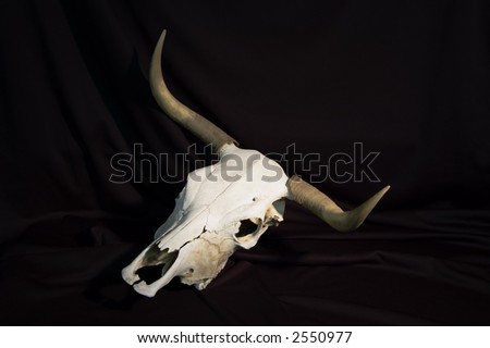 A bleached steer skull with horns on a black background