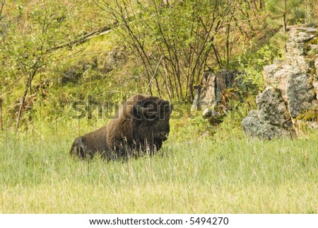 an American buffalo bull in Custer State Park in the Black Hills of South Dakota. The largest land mammal in North America.
